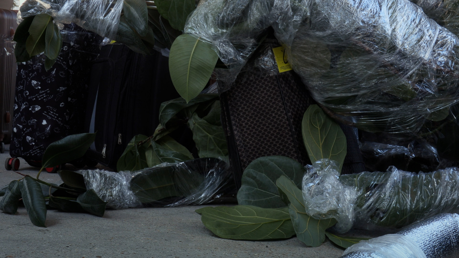 rus: На підлозі домашні рослини, валізи, обмотані плівкою.