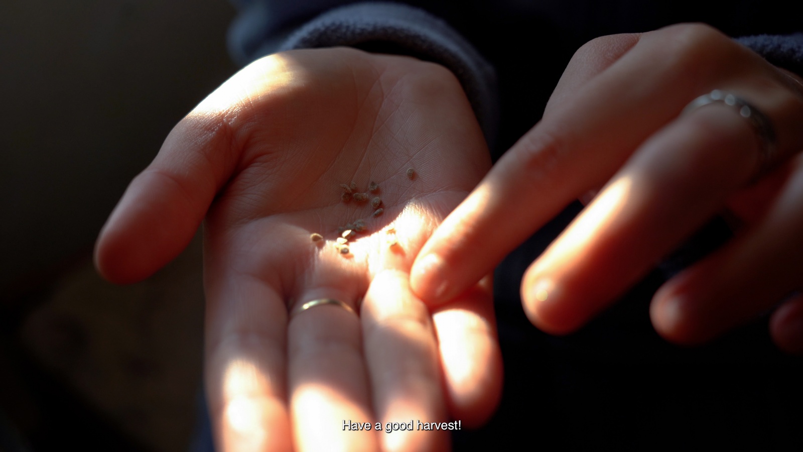 eng: Grain in hand.