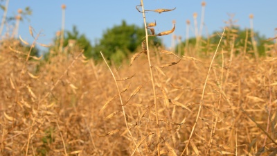 Field of dry mustard on a background of clear blue sky